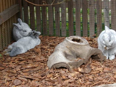 Ausflugsziel: Silberkaninchen  - Tierpark Petermoor