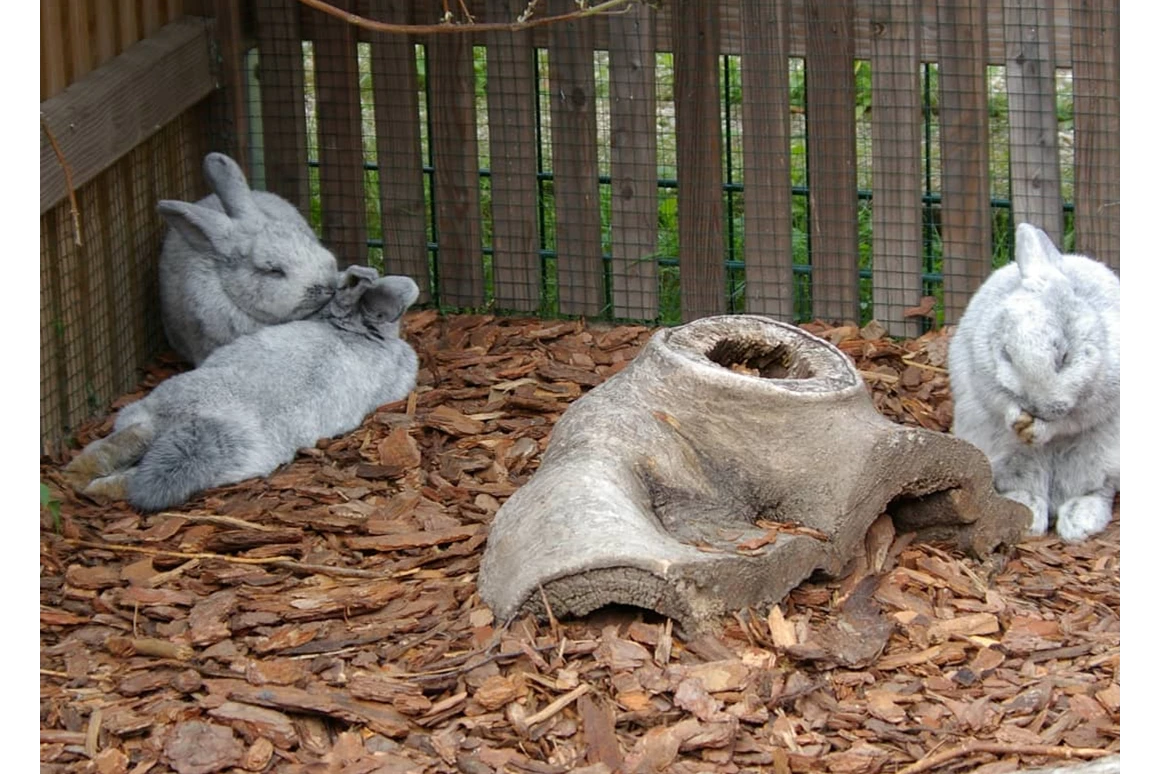 Ausflugsziel: Silberkaninchen  - Tierpark Petermoor
