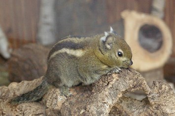 Ausflugsziel: Baumhörnchen - Tierpark Petermoor