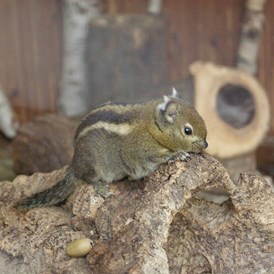 Ausflugsziel: Baumhörnchen - Tierpark Petermoor