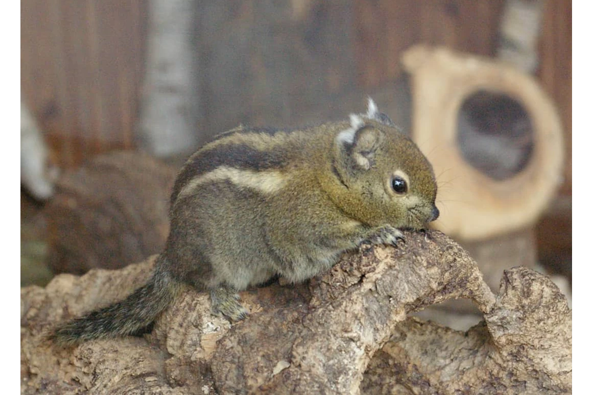 Ausflugsziel: Baumhörnchen - Tierpark Petermoor