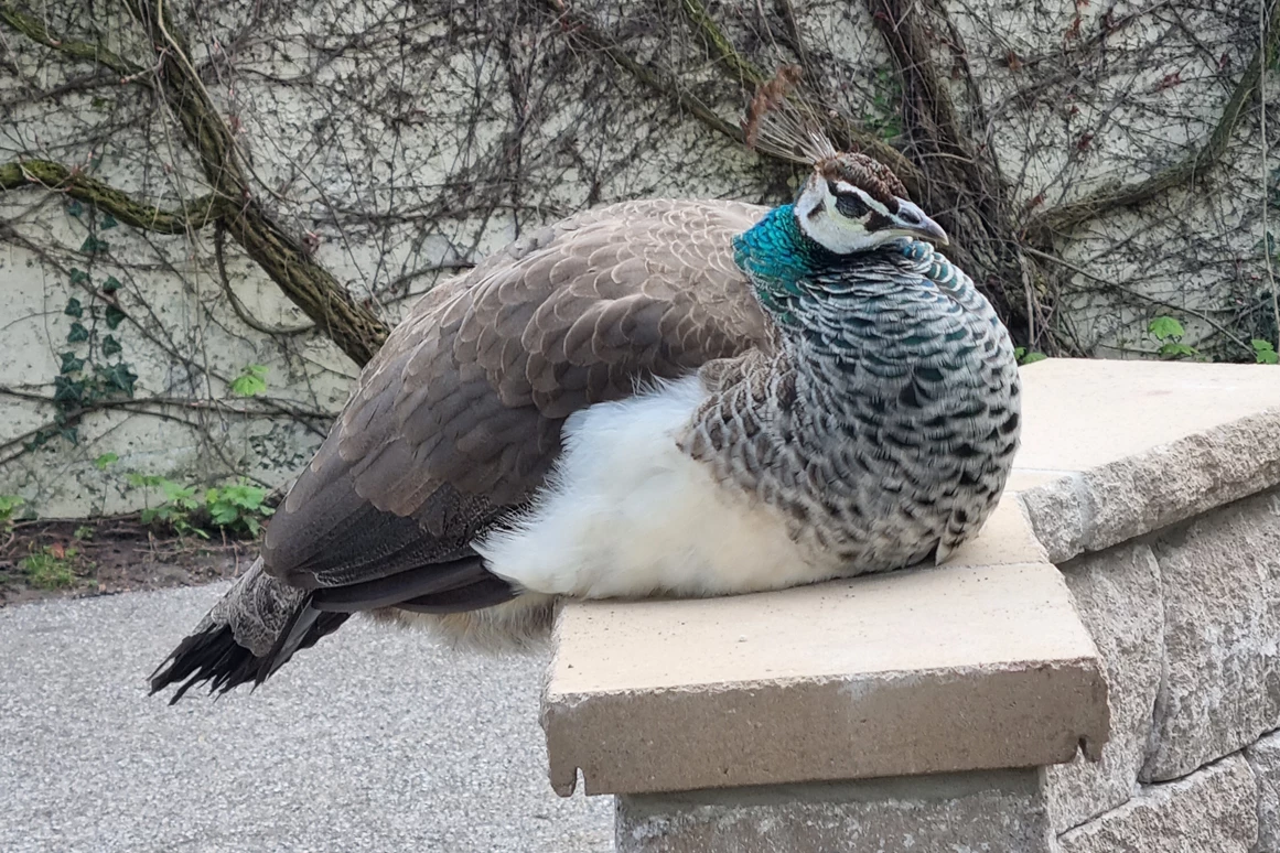 Ausflugsziel: Tierpark Petermoor