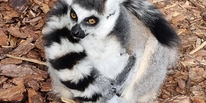 Voyage avec des enfants - Themenschwerpunkt: Tiere - Tierpark Petermoor