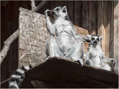 Ausflugsziel: Tierpark Petermoor