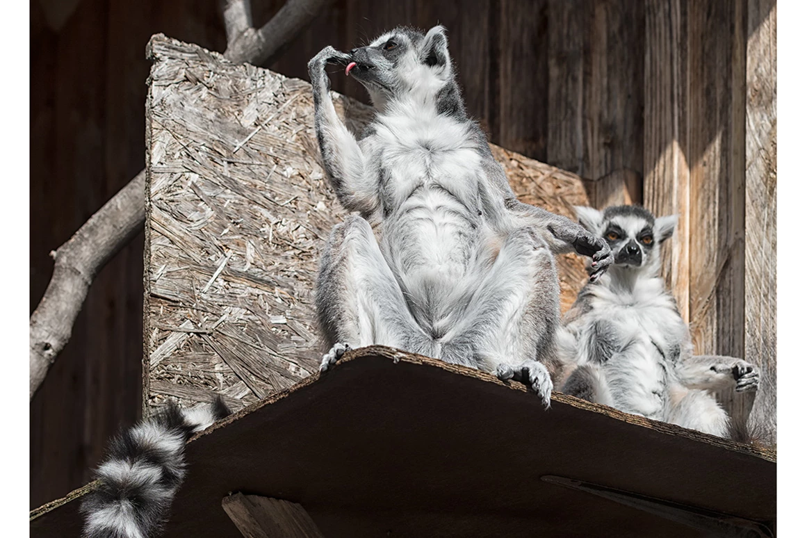 Ausflugsziel: Tierpark Petermoor