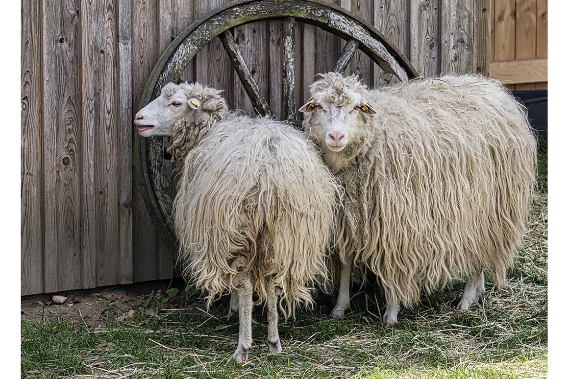 Ausflugsziel: Tierpark Petermoor