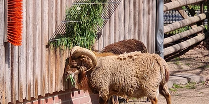 Voyage avec des enfants - Themenschwerpunkt: Tiere - Tierpark Petermoor