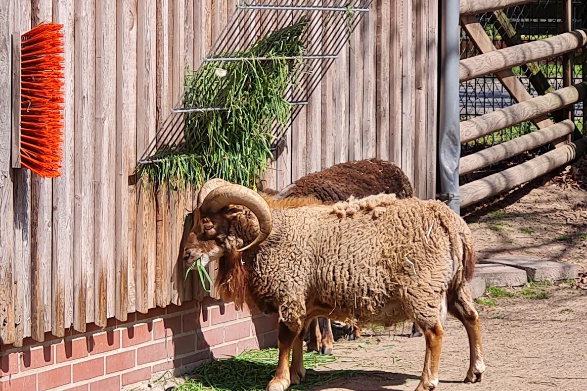 Ausflugsziel: Tierpark Petermoor