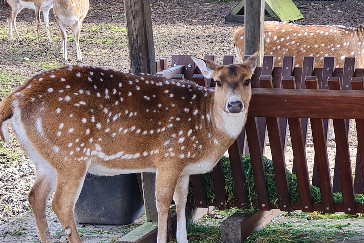 Ausflugsziel: Tierpark Petermoor