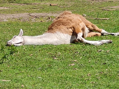 Ausflugsziel: Tierpark Petermoor