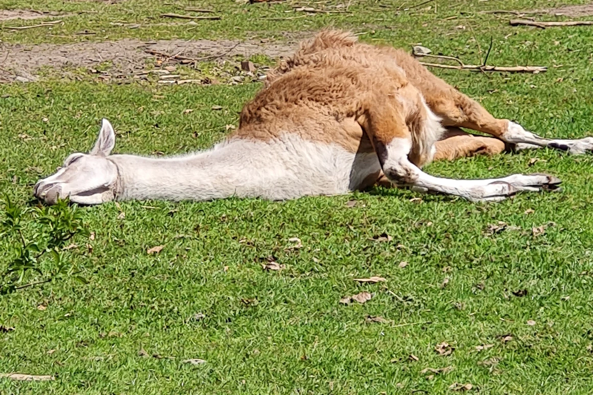 Ausflugsziel: Tierpark Petermoor