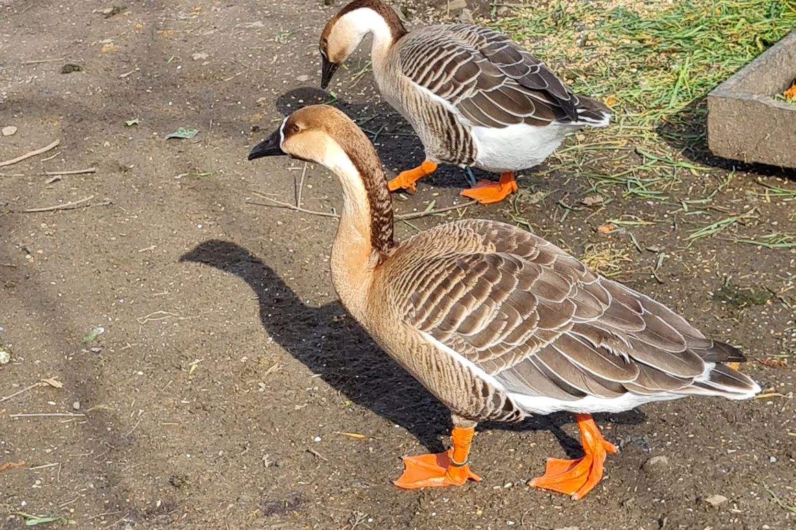 Ausflugsziel: Tierpark Petermoor