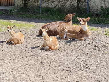 Ausflugsziel: Tierpark Petermoor