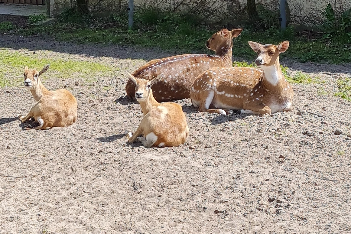 Ausflugsziel: Tierpark Petermoor