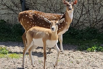 Ausflugsziel: Tierpark Petermoor