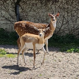 Ausflugsziel: Tierpark Petermoor