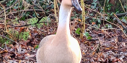 Voyage avec des enfants - Themenschwerpunkt: Tiere - Tierpark Petermoor