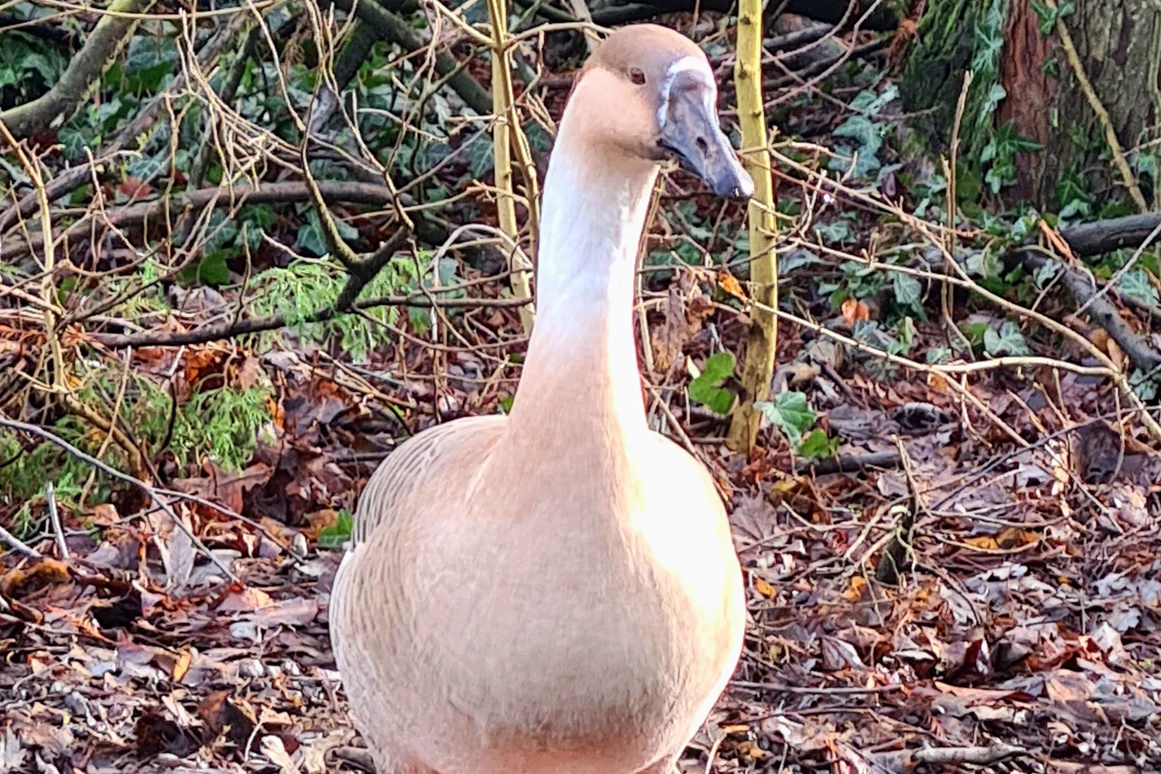 Ausflugsziel: Tierpark Petermoor