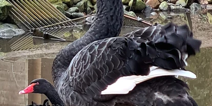 Voyage avec des enfants - Themenschwerpunkt: Tiere - Tierpark Petermoor