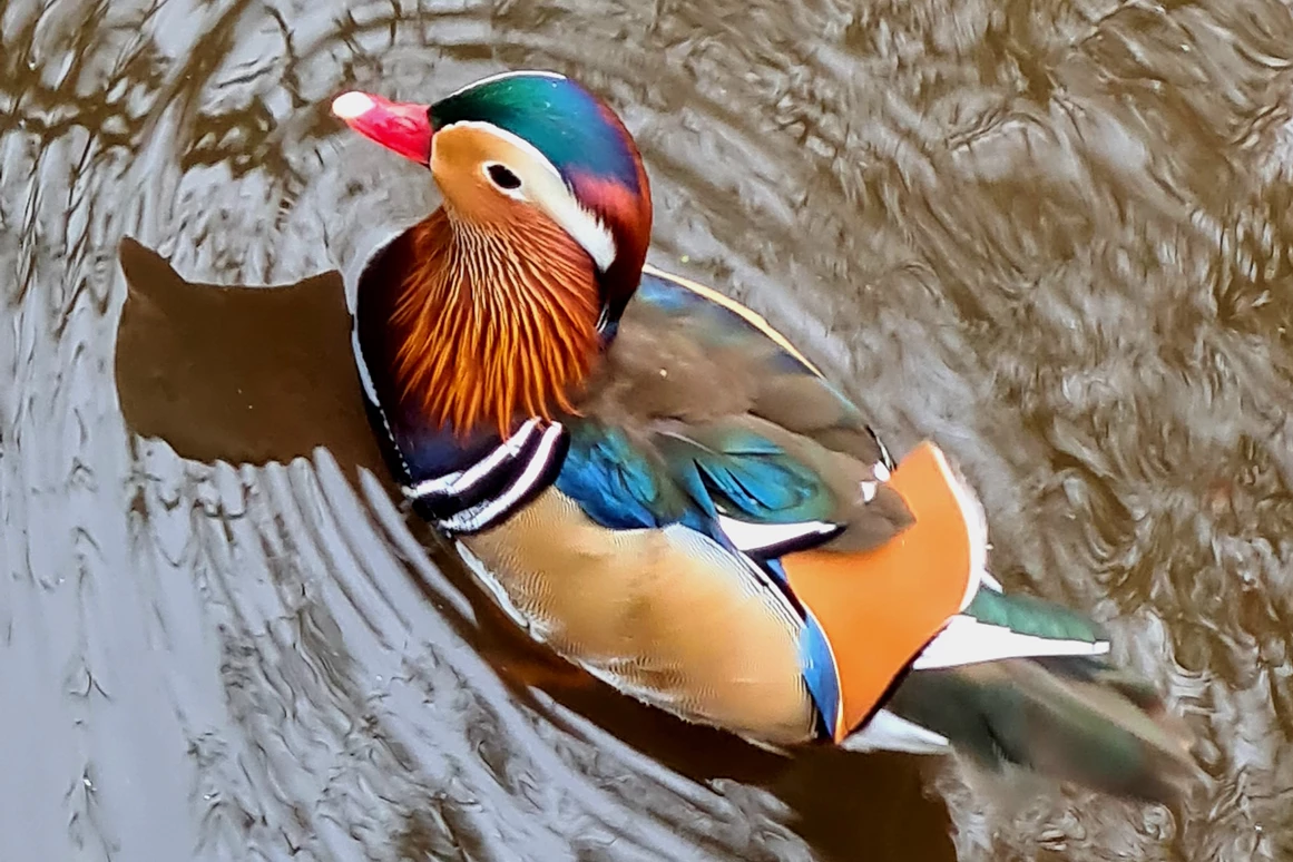 Ausflugsziel: Tierpark Petermoor