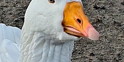 Voyage avec des enfants - Themenschwerpunkt: Tiere - Tierpark Petermoor