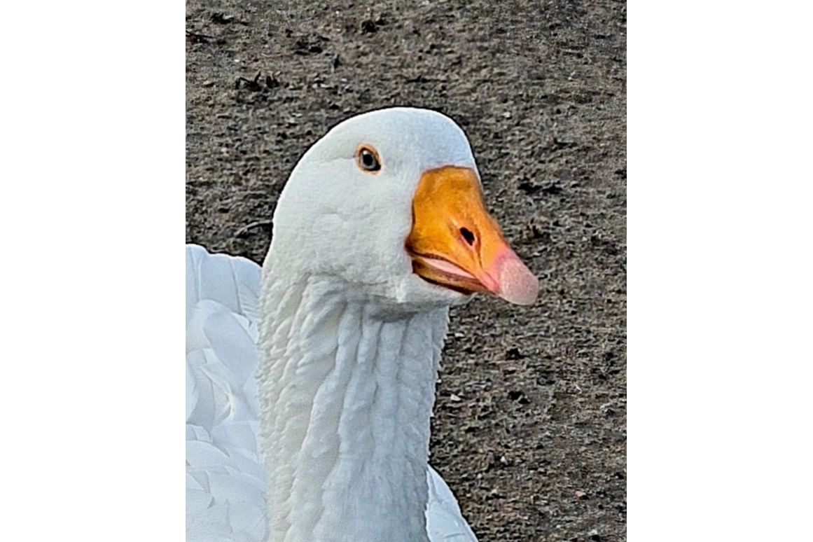 Ausflugsziel: Tierpark Petermoor