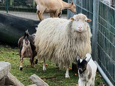 Ausflugsziel: Tierpark Petermoor