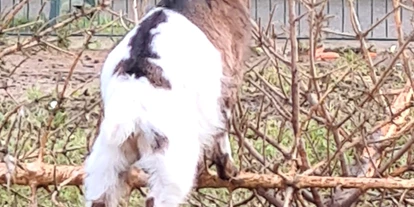 Voyage avec des enfants - Themenschwerpunkt: Tiere - Tierpark Petermoor