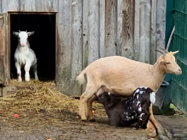 Ausflugsziel: Tierpark Petermoor