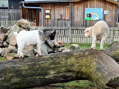 Ausflugsziel: Tierpark Petermoor