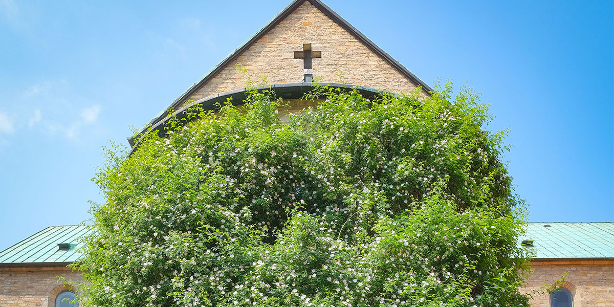 Ausflugsziel: Hildesheimer Dom St. Mariä Himmelfahrt