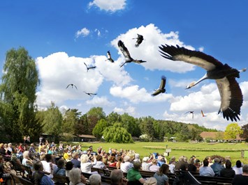 Weltvogelpark Walsrode Highlights beim Ausflugsziel Spektakuläre Flugshow