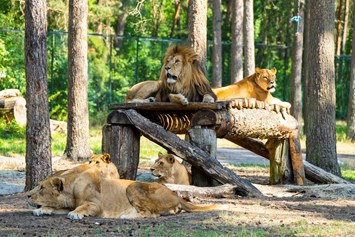 Ausflugsziel: Serengeti-Park Hodenhagen