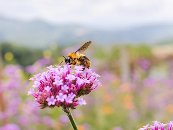 Ausflugsziel: Tier- & Freizeitpark Thüle