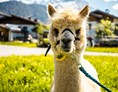 Urlaub: Alpakawanderung im Tal - Saalfelden Leogang