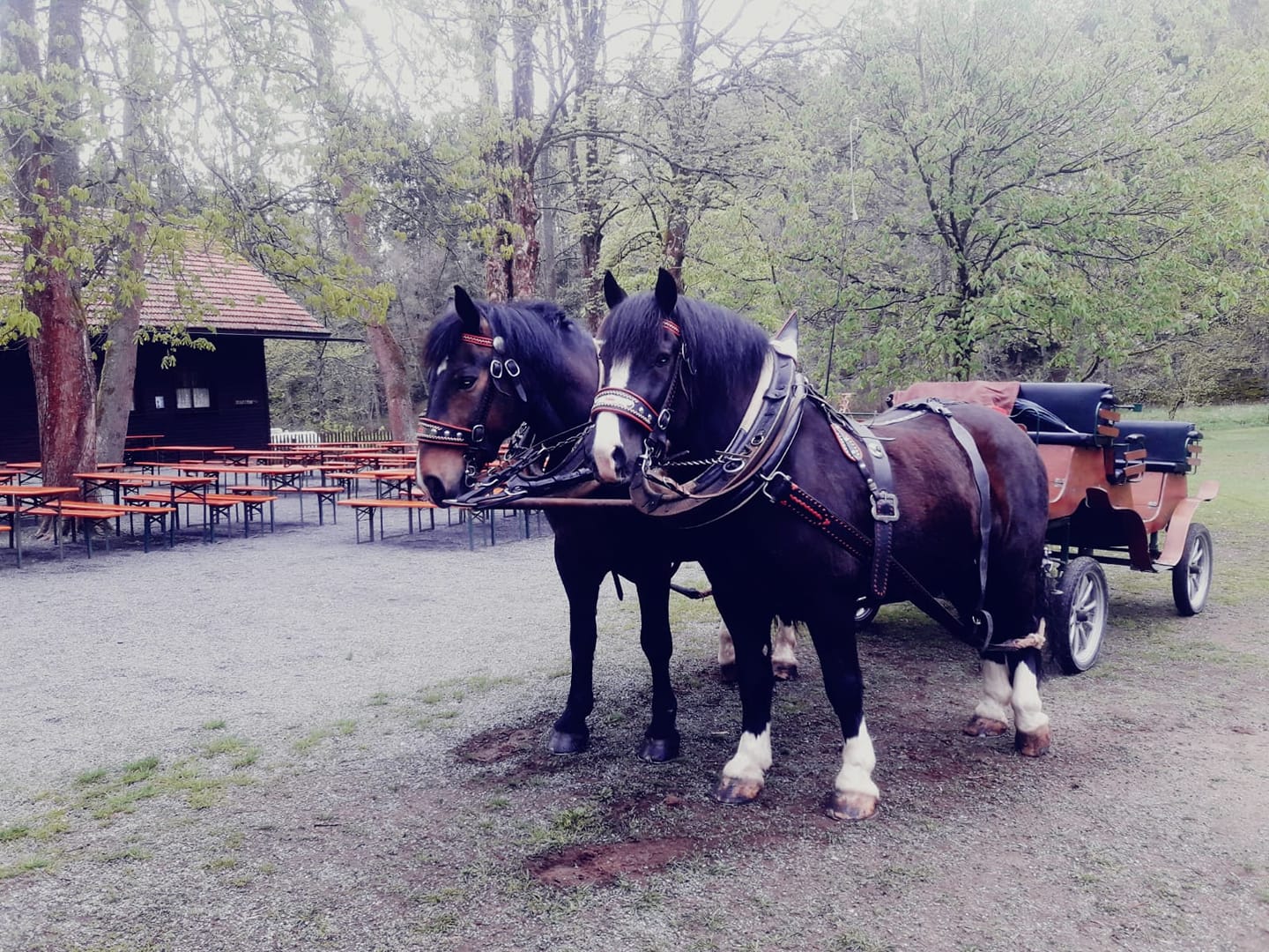 Ausflug mit Kindern - Gastronomie: Kindercafé - Deutschland - JOE'S LEIDENSCHAFT AUF DER PFERDERANCH  Pferdekutschen und Pferdeschlittenfahrten