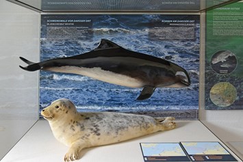 Ausflugsziel: Eine der Vitrinen zeigt Meeressäuger, die auch in der Ostsee vorkommen - NATUREUM Darßer Ort