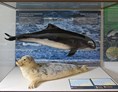 Ausflugsziel: Eine der Vitrinen zeigt Meeressäuger, die auch in der Ostsee vorkommen - NATUREUM Darßer Ort