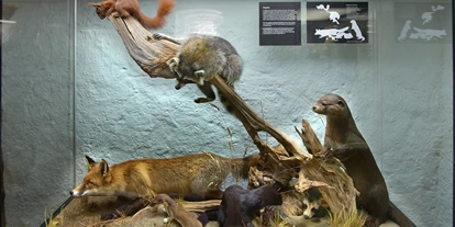 Voyage avec des enfants - Vorpommersche Boddenlandschaft - Zur Ausstellung gehört auch eine Vitrine mit Säugetieren, die im Darßwald beobachtet werden können - NATUREUM Darßer Ort