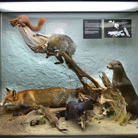 Ausflugsziel: Zur Ausstellung gehört auch eine Vitrine mit Säugetieren, die im Darßwald beobachtet werden können - NATUREUM Darßer Ort