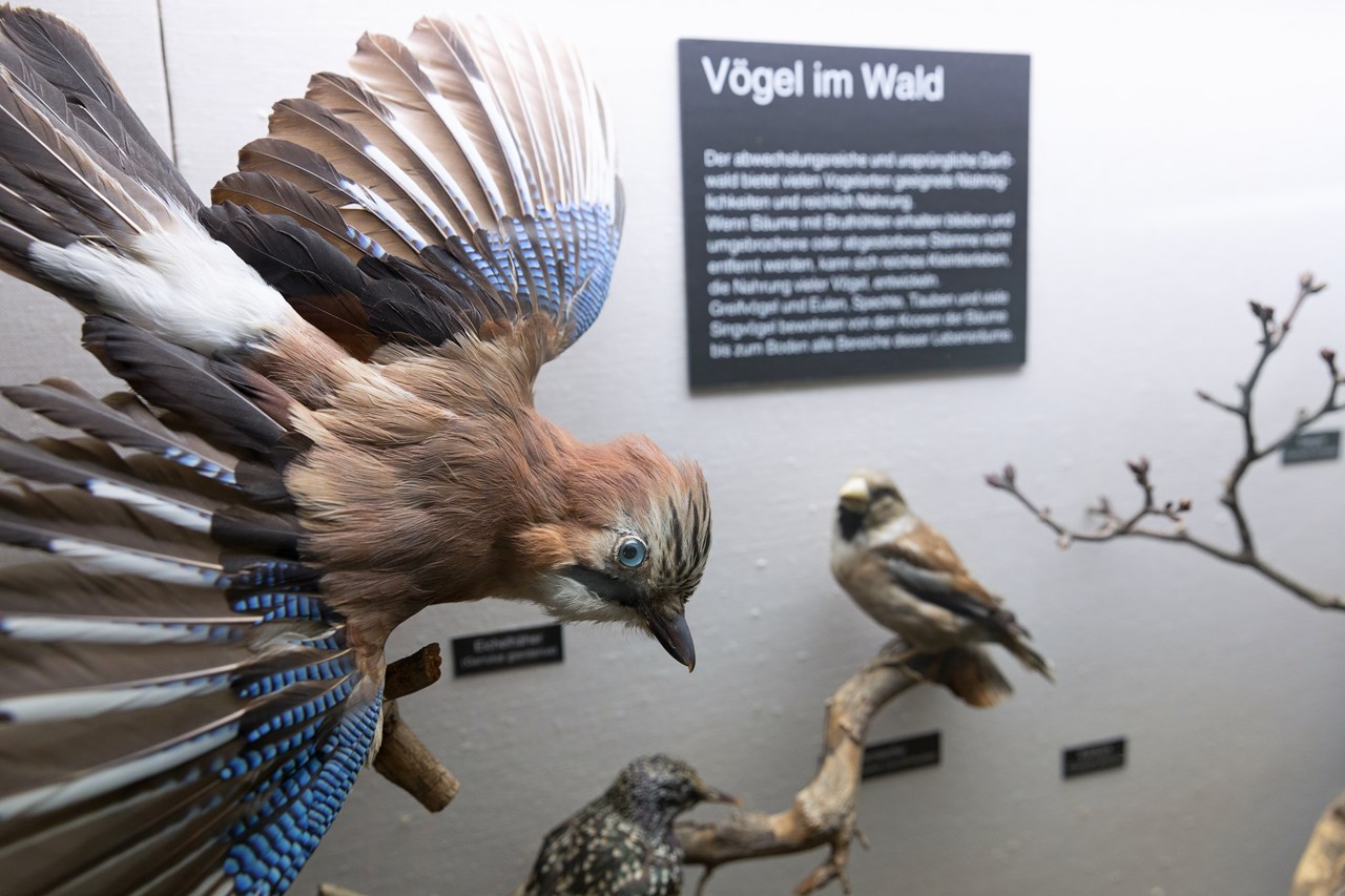 NATUREUM Darßer Ort Highlights beim Ausflugsziel Vielfalt an Vögeln