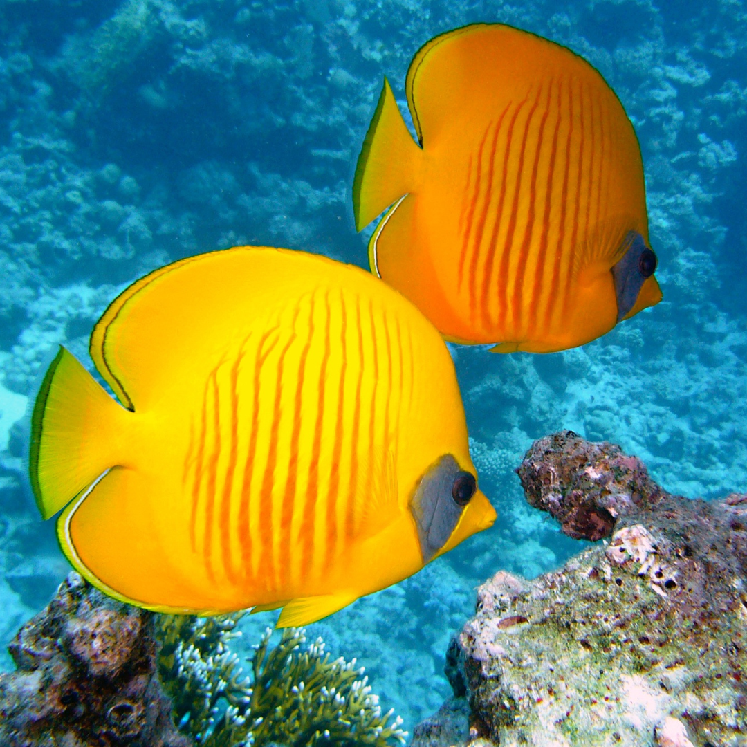 Ausflug mit Kindern - Alter der Kinder: 2 bis 4 Jahre - Lübeck - Symbolbild für Ausflugsziel SEA LIFE Timmendorfer Strand. Keine korrekte oder ähnlich Darstellung! - SEA LIFE Timmendorfer Strand