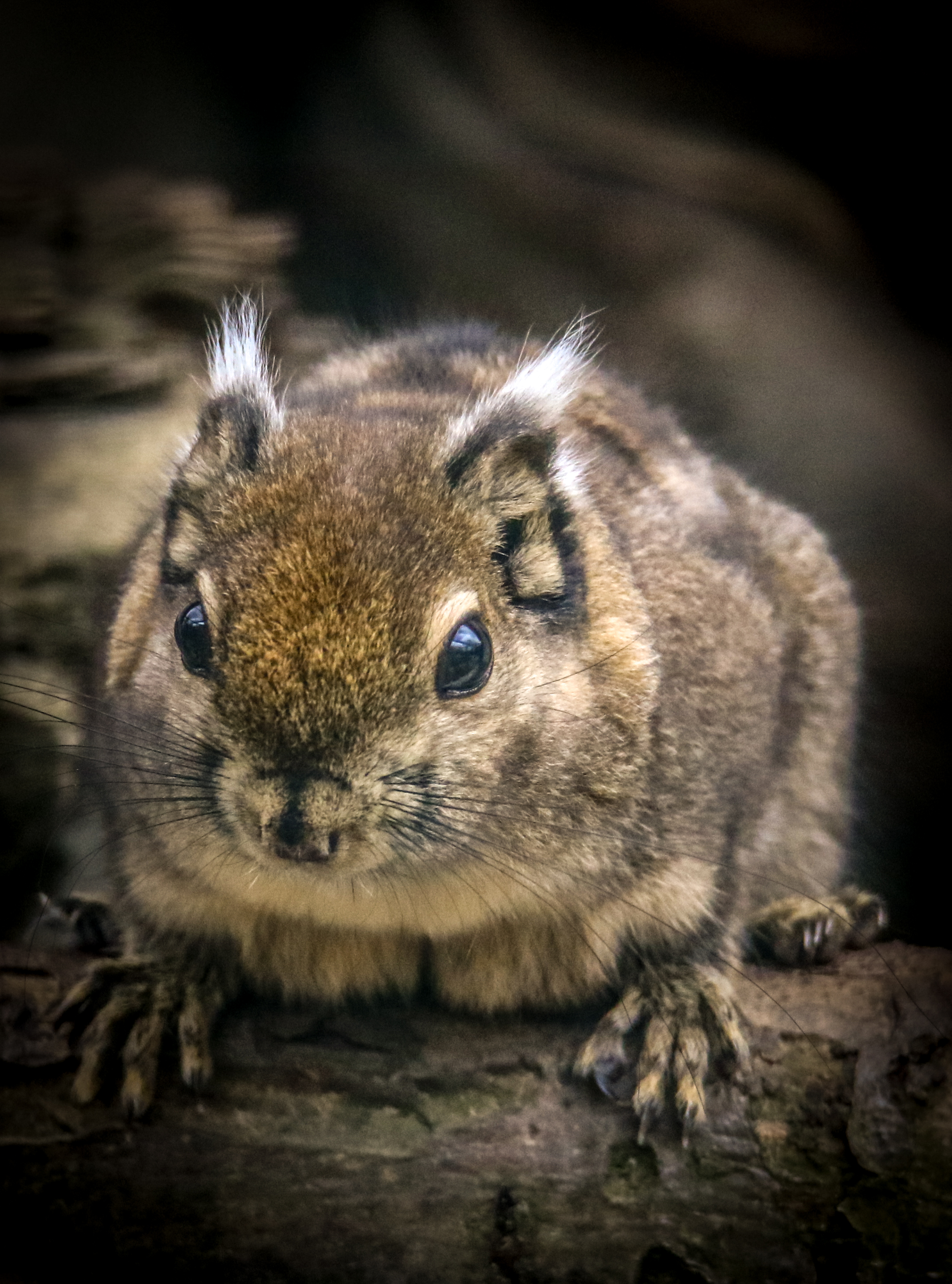 Ausflugsziel: Tierpark Gettorf