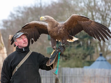 Ausflugsziel: Falkner Mathias Damm mit Seeadler - ErlebnisWald Trappenkamp