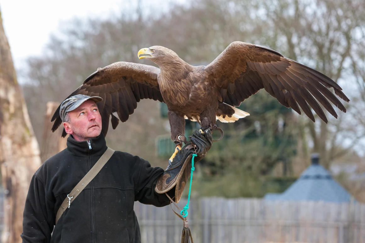 Ausflugsziel: Falkner Mathias Damm mit Seeadler - ErlebnisWald Trappenkamp