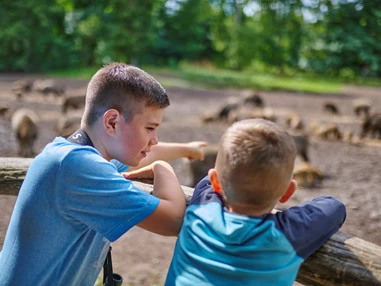 Ausflugsziel: Michel und Lasse bei der Wildschweinfütterung - ErlebnisWald Trappenkamp