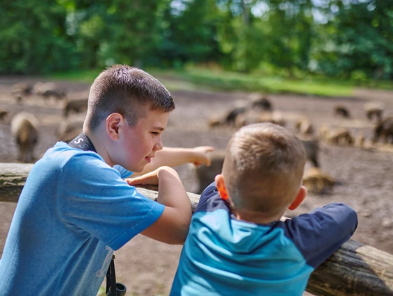 Ausflugsziel: Michel und Lasse bei der Wildschweinfütterung - ErlebnisWald Trappenkamp