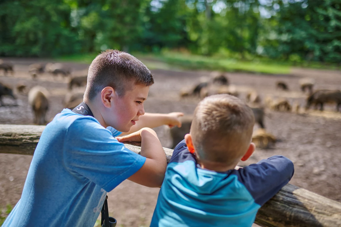 Ausflugsziel: Michel und Lasse bei der Wildschweinfütterung - ErlebnisWald Trappenkamp