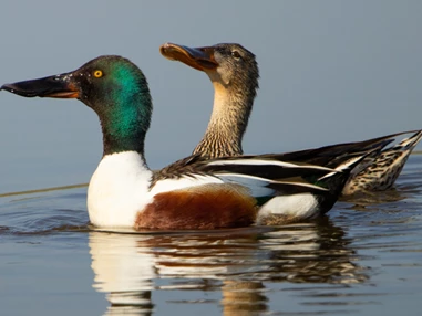 Ausflugsziel: Löffelenten - NABU-Wasservogelreservat Wallnau