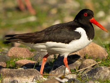 Ausflugsziel: Austernfischer - NABU-Wasservogelreservat Wallnau